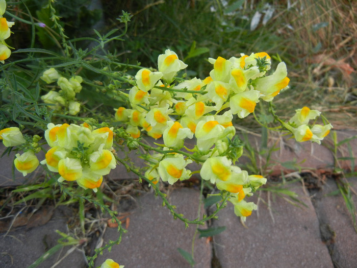 Linaria vulgaris (2012, August 21)