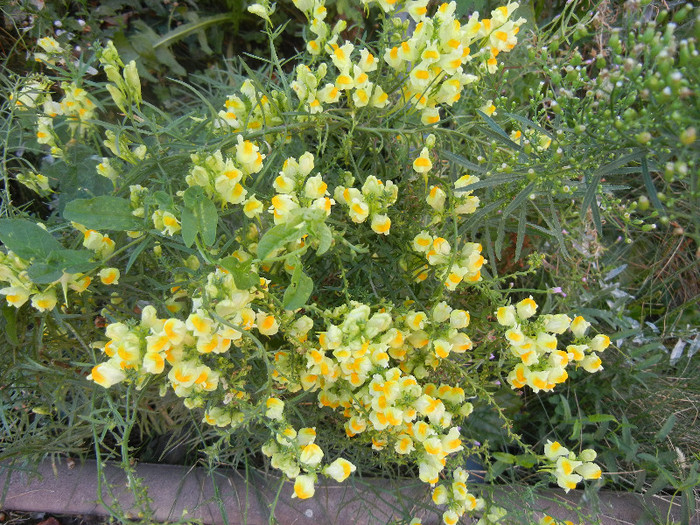 Linaria vulgaris (2012, August 21) - Linaria vulgaris