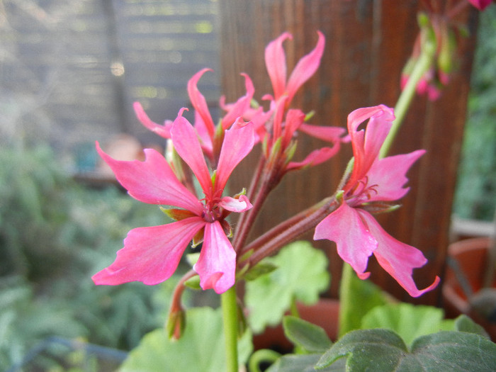 Pink Stellar Geranium (2012, Aug. 21)