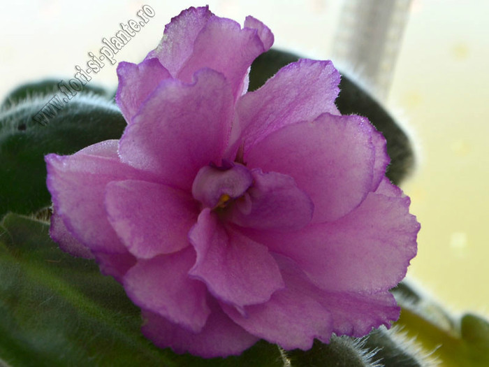 Saintpaulia Strawberry Wave - VIOLETE AFRICANE  - Saintpaulia