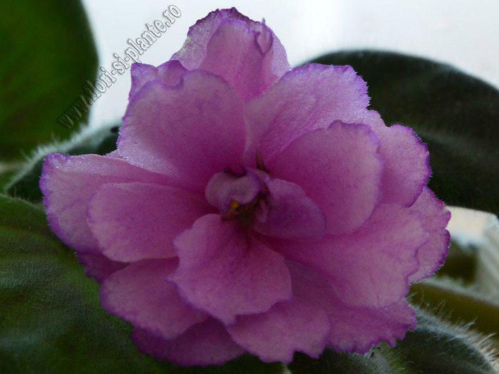 Saintpaulia Strawberry Wave - VIOLETE AFRICANE  - Saintpaulia
