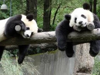 upr - Ursi panda