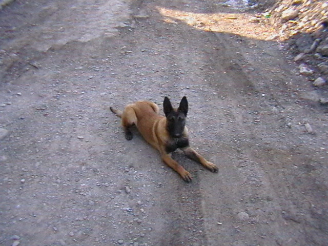 6 luni - Ciobanesc belgian malinois-WILD IRIS ELSA