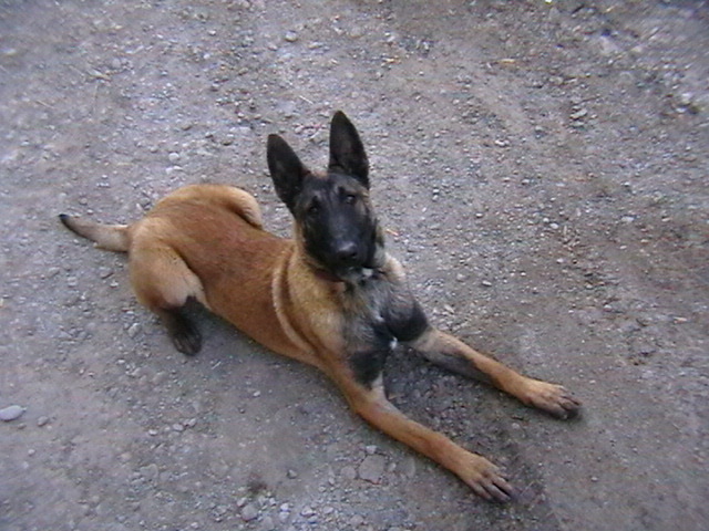 6 luni - Ciobanesc belgian malinois-WILD IRIS ELSA