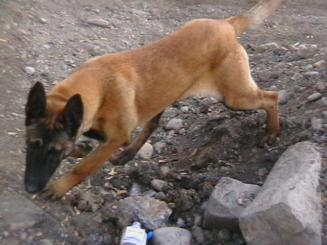 6 luni - Ciobanesc belgian malinois-WILD IRIS ELSA