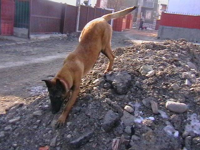 6 luni - Ciobanesc belgian malinois-WILD IRIS ELSA