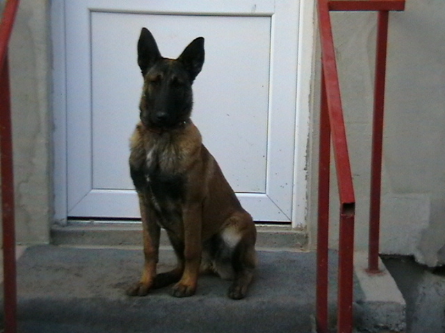 6 luni - Ciobanesc belgian malinois-WILD IRIS ELSA