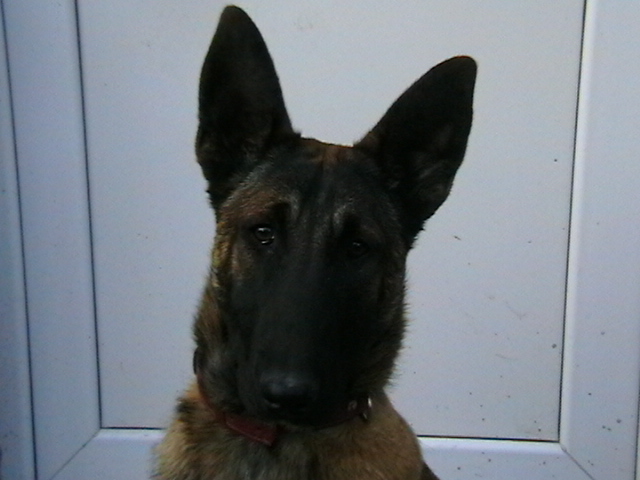 6 luni - Ciobanesc belgian malinois-WILD IRIS ELSA