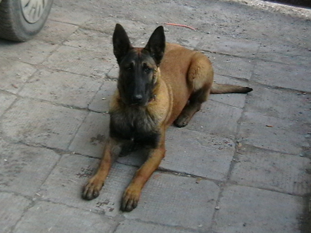 6 luni - Ciobanesc belgian malinois-WILD IRIS ELSA