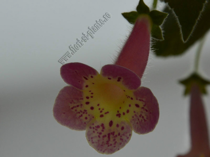 Kohleria Goliat  (Ni); 2012
