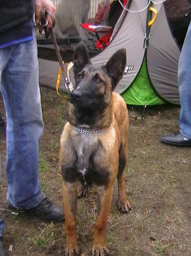 7 luni - Ciobanesc belgian malinois-WILD IRIS ELSA