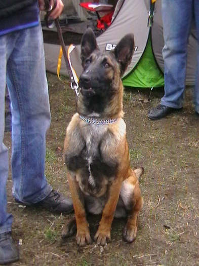 7 luni - Ciobanesc belgian malinois-WILD IRIS ELSA