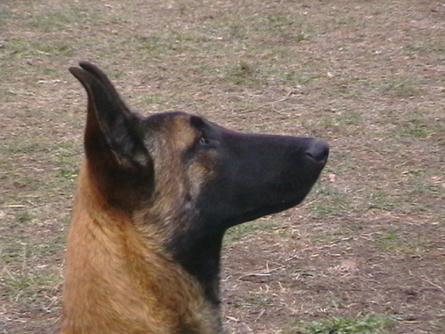7 luni - Ciobanesc belgian malinois-WILD IRIS ELSA