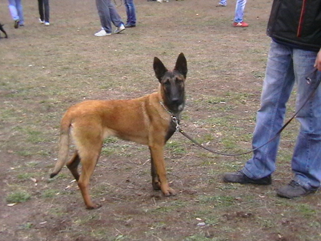 7 luni - Ciobanesc belgian malinois-WILD IRIS ELSA