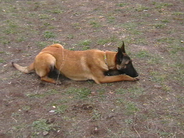 7 luni - Ciobanesc belgian malinois-WILD IRIS ELSA