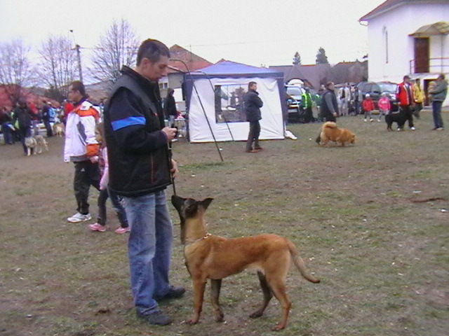 7 luni - Ciobanesc belgian malinois-WILD IRIS ELSA