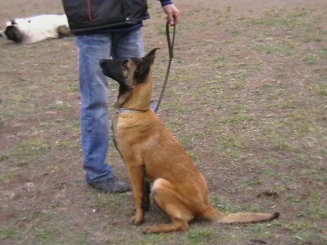 7 luni - Ciobanesc belgian malinois-WILD IRIS ELSA