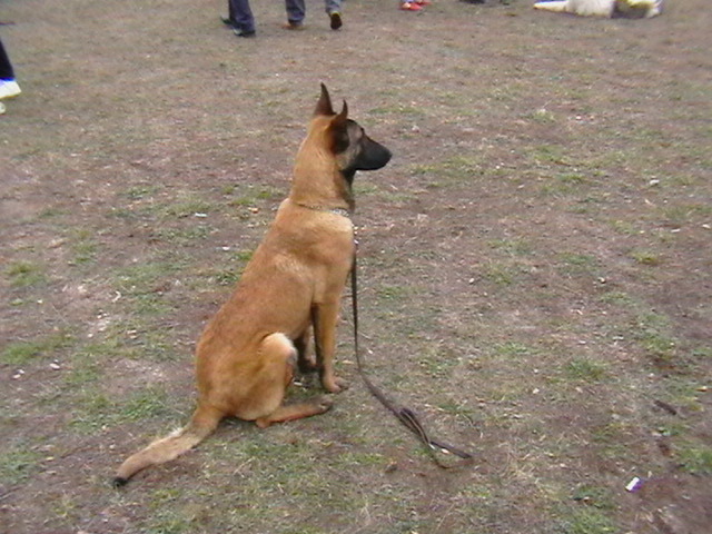 7 luni - Ciobanesc belgian malinois-WILD IRIS ELSA