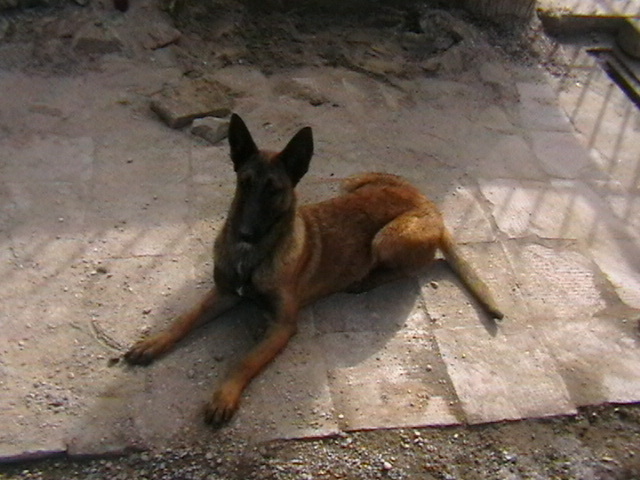 7 luni - Ciobanesc belgian malinois-WILD IRIS ELSA