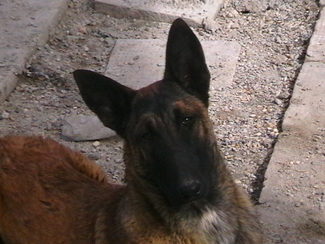 7 luni - Ciobanesc belgian malinois-WILD IRIS ELSA