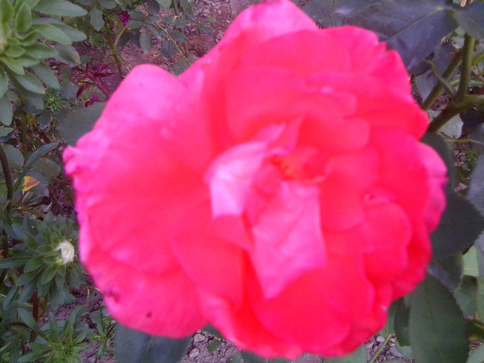 FLORI - FLORILE MELE