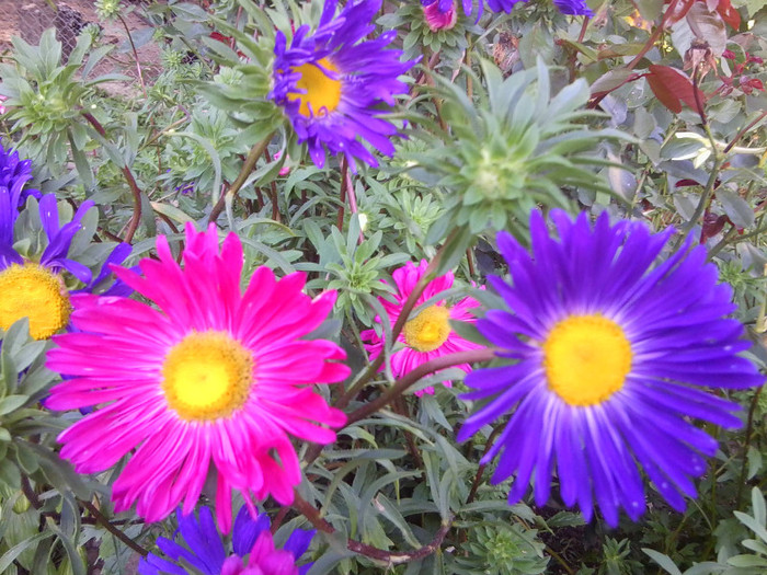FLORI - FLORILE MELE