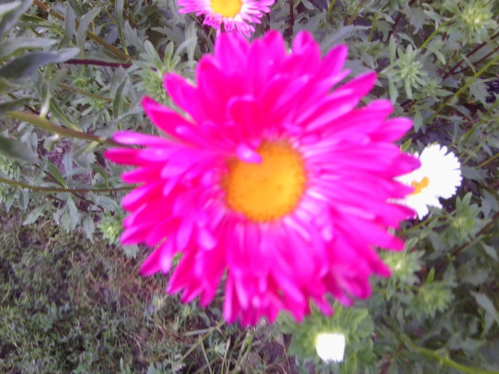 FLORI - FLORILE MELE