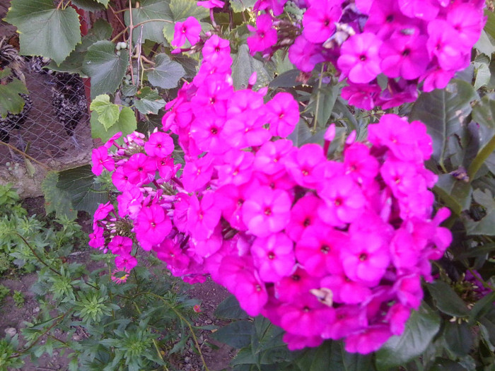 FLORI - FLORILE MELE