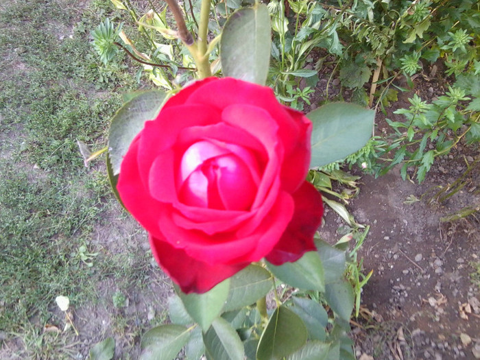 TRANDAFIR - FLORILE MELE