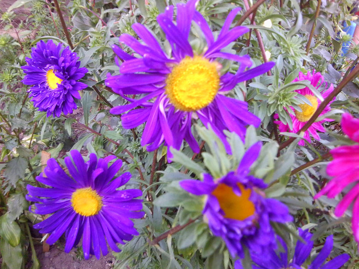 FLORI - FLORILE MELE