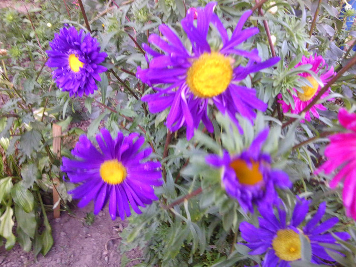 FLORI - FLORILE MELE