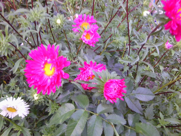FLORI - FLORILE MELE