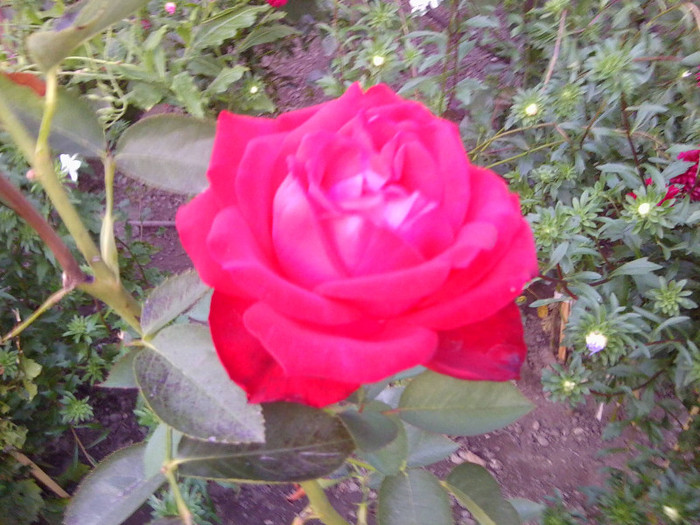 TRANDAFIR - FLORILE MELE
