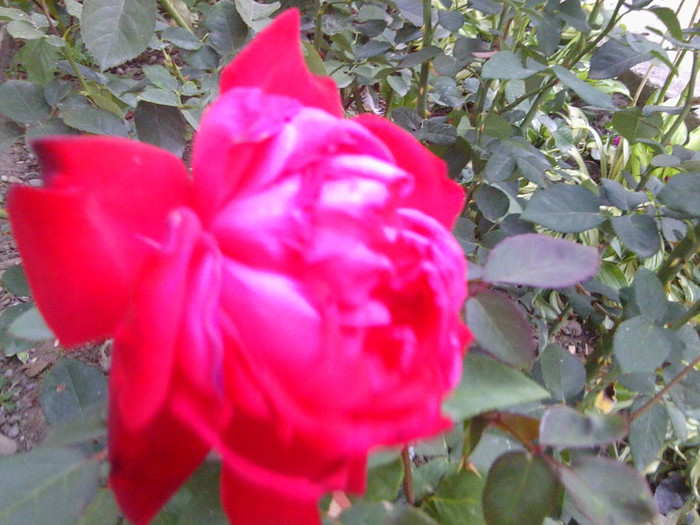 FLORI - FLORILE MELE