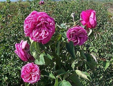 SACHSENGRUSS  4GARDEN - achizitii de trandafiri pt toamna 2012