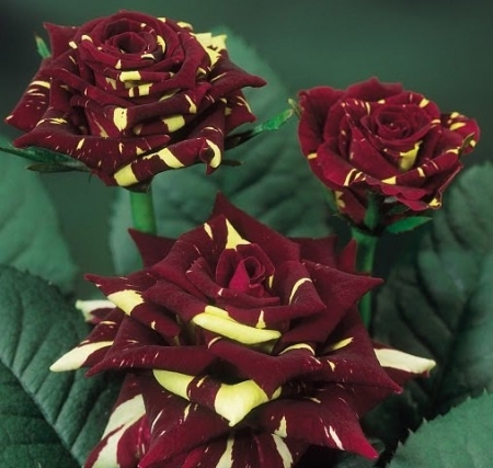 HOCUS POCUS 2 buc - achizitii de trandafiri pt toamna 2012