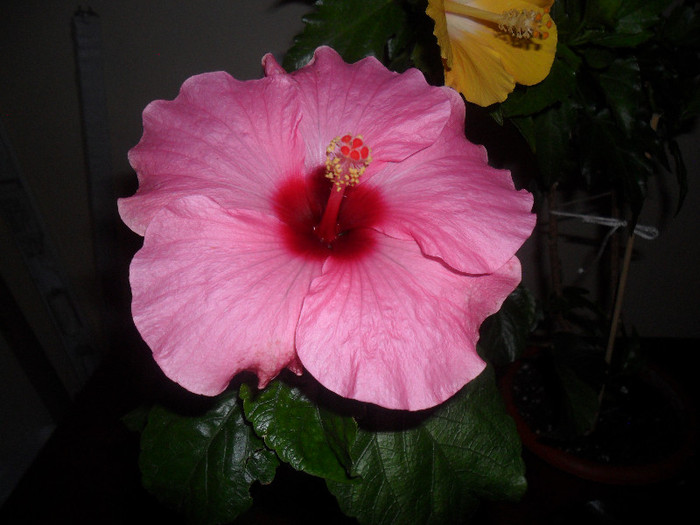 Hibiscus Long Life