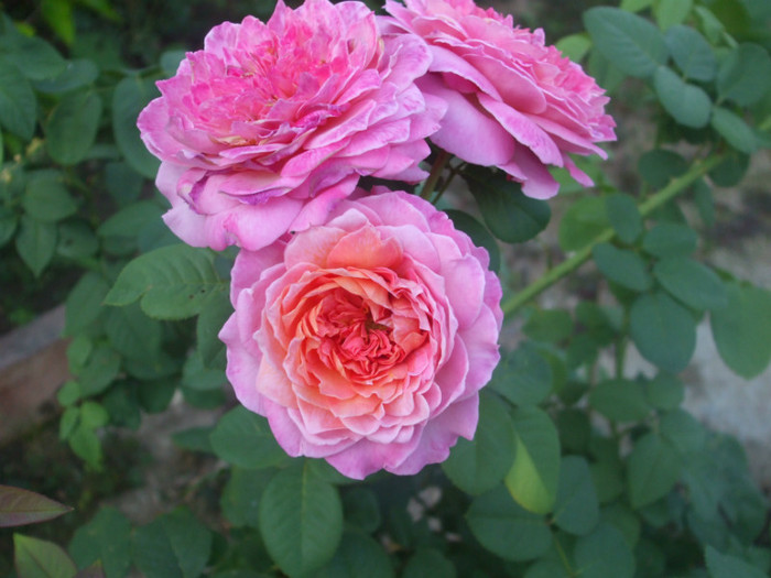 Florajet