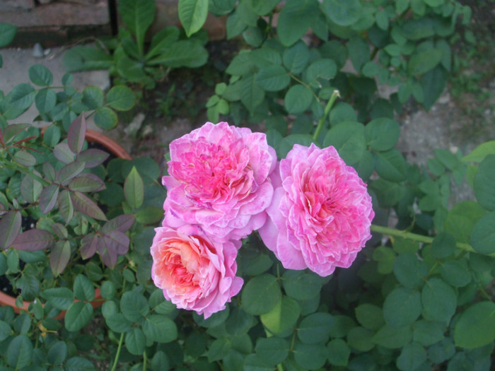 Florajet