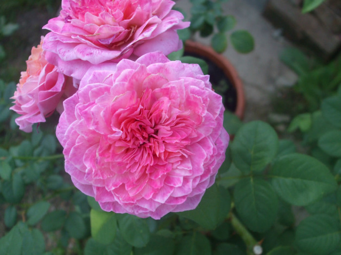 Florajet