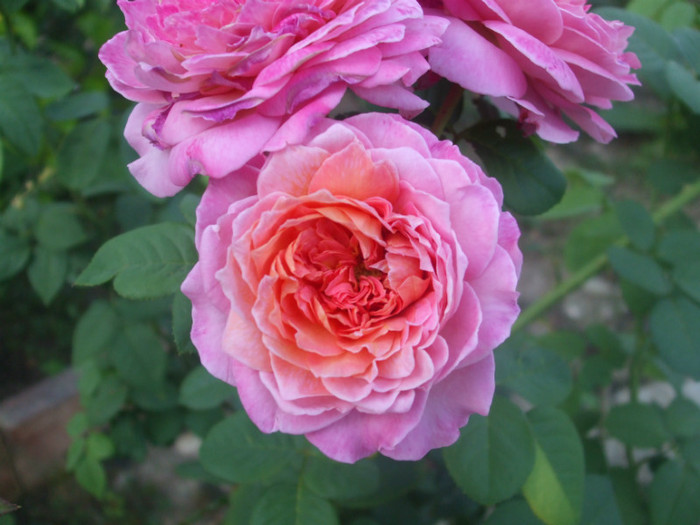 Florajet