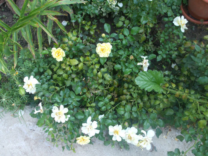 Sunny Rose