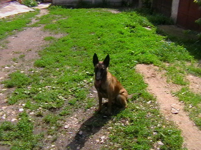 8 luni - Ciobanesc belgian malinois-WILD IRIS ELSA