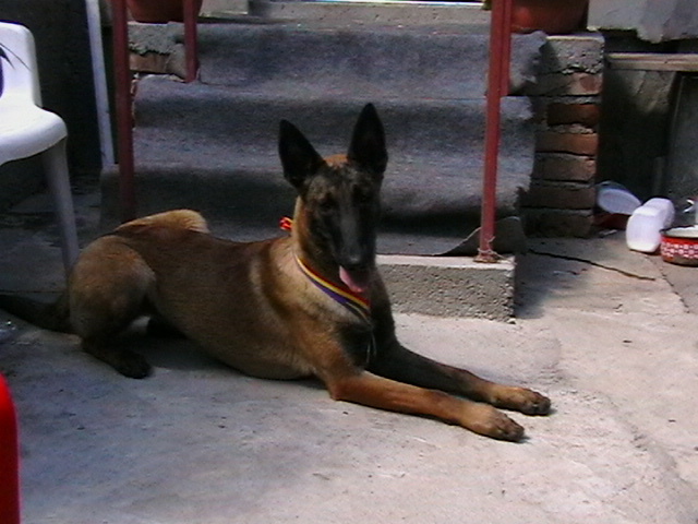 9 luni - Ciobanesc belgian malinois-WILD IRIS ELSA