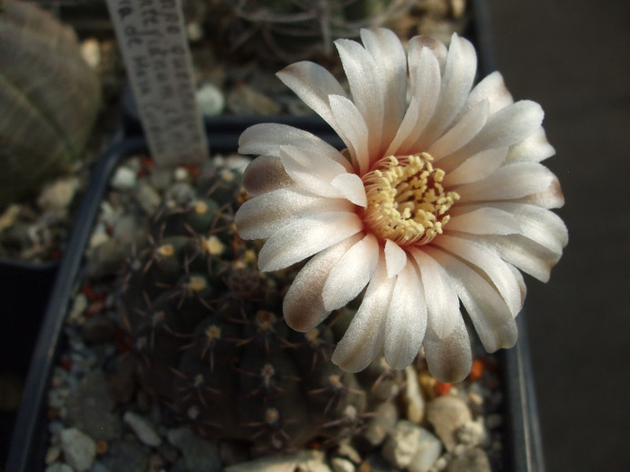 DSCF2779
