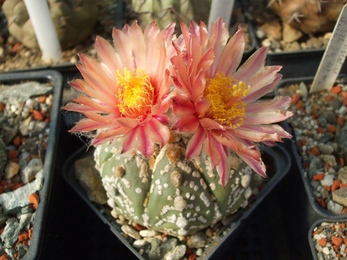 DSCF2718