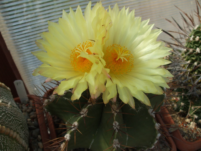 DSCF2726