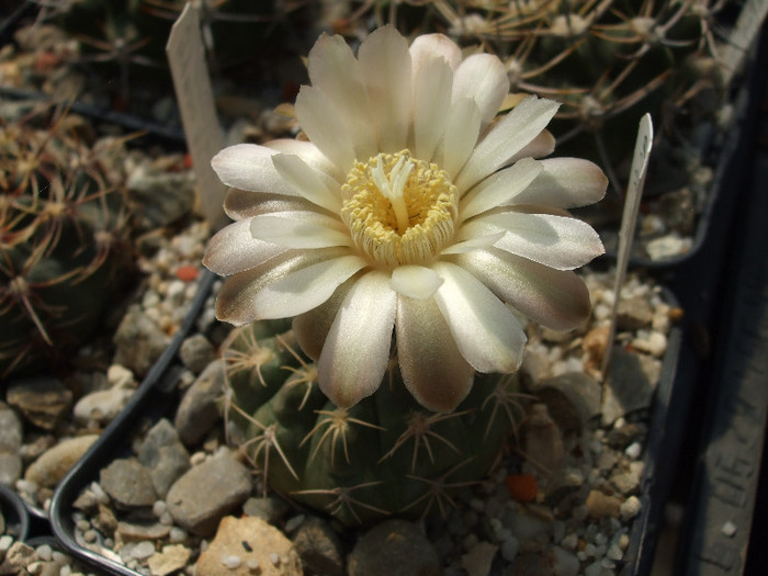 DSCF2727