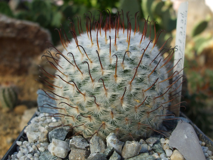 DSCF2738