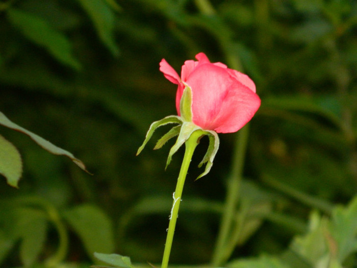 DSCN8458